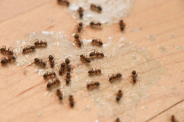 Best Pest Inspection Near Me  in Washingtonville, NY